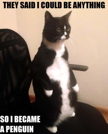 The Very Best Of The They Said I Could Be Anything Meme