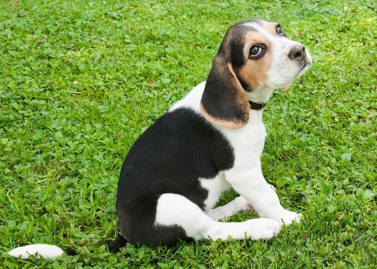 Random Cutest Beagle Pictures