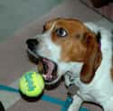 Shocked Pup on Random Cutest Beagle Pictures
