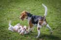 Lemme Play on Random Cutest Beagle Pictures