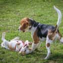 Lemme Play on Random Cutest Beagle Pictures