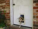 Beagle Escape on Random Cutest Beagle Pictures