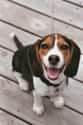 Smiling Pup on Random Cutest Beagle Pictures