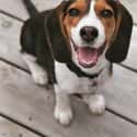 Smiling Pup on Random Cutest Beagle Pictures