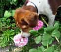 Stop and Smell the Flowers on Random Cutest Beagle Pictures