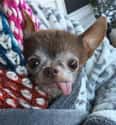 Derp on Random Cutest Chihuahua Pictures