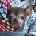 Derp on Random Cutest Chihuahua Pictures