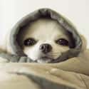 Gimme Gimme on Random Cutest Chihuahua Pictures