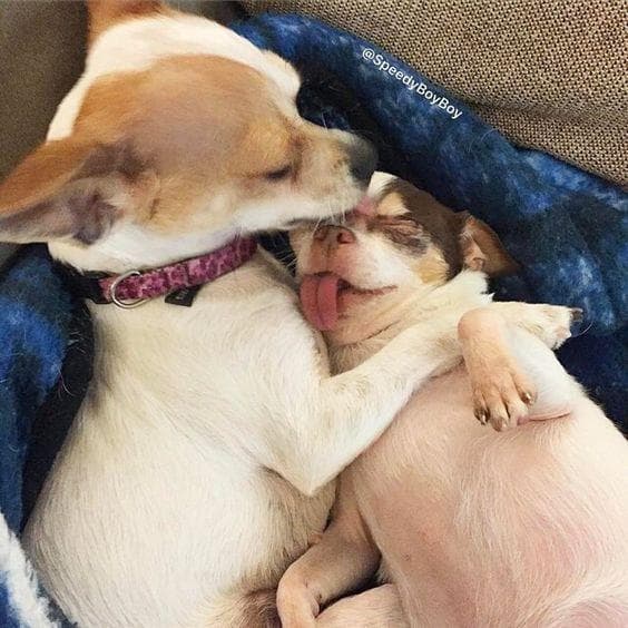 Чихуахуа. Животные спят в обнимку. Собаки спят в обнимку. Собачки обнимаются