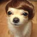 Do You Like My Hair? on Random Cutest Chihuahua Pictures