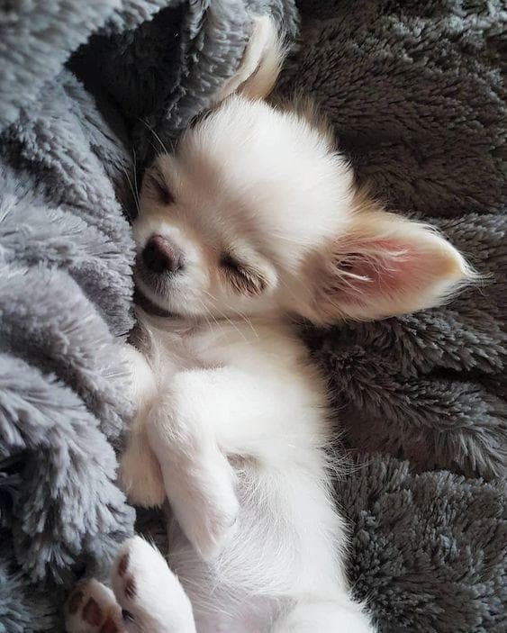 Random Cutest Chihuahua Pictures