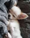 How Much Do You Love Me? on Random Cutest Chihuahua Pictures