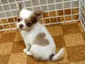 I Heart You on Random Cutest Chihuahua Pictures