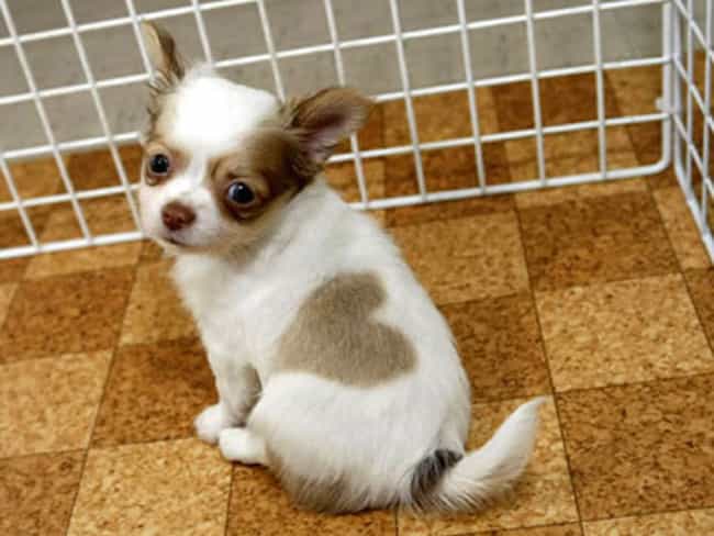 Cute Chihuahua Pictures | List of the Cutest Photos of Chihuahuas