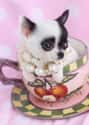 Oh Teacup - I Get It on Random Cutest Chihuahua Pictures