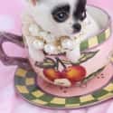 Oh Teacup - I Get It on Random Cutest Chihuahua Pictures