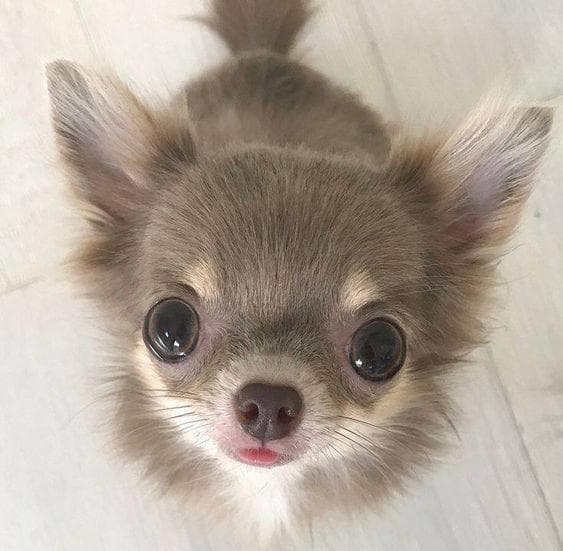 cute chiwawa puppy