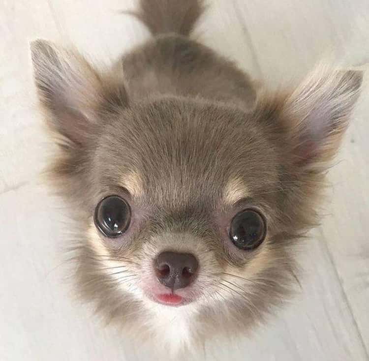 cutest chihuahua in the world