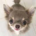 Stop Staring at Me on Random Cutest Chihuahua Pictures