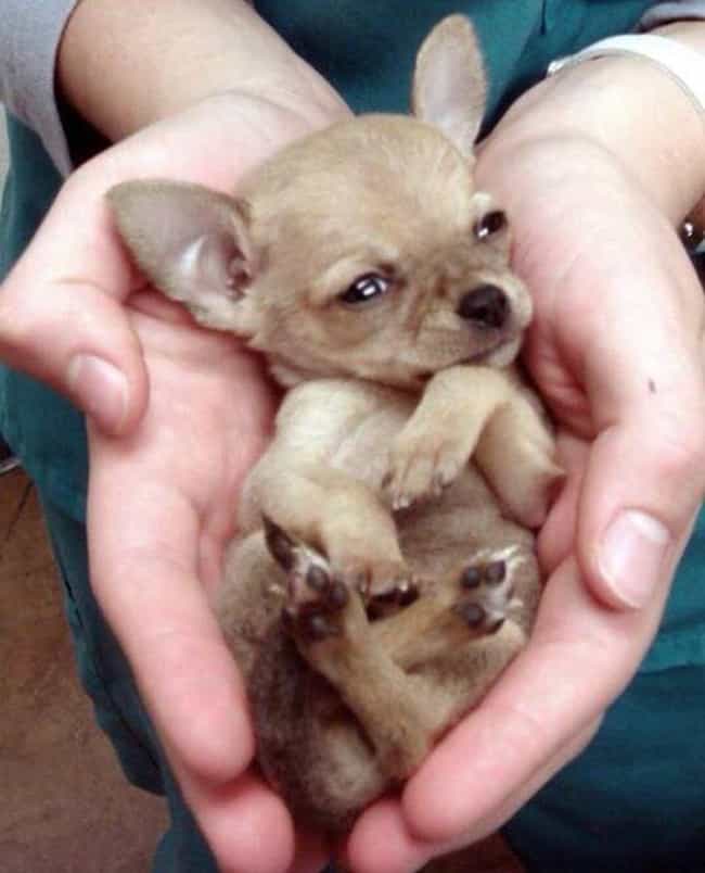 Cute Chihuahua Pictures | List of the Cutest Photos of Chihuahuas