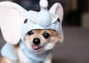 Who's the Real Dumbo? on Random Cutest Chihuahua Pictures