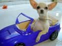 Yo, Man on Random Cutest Chihuahua Pictures