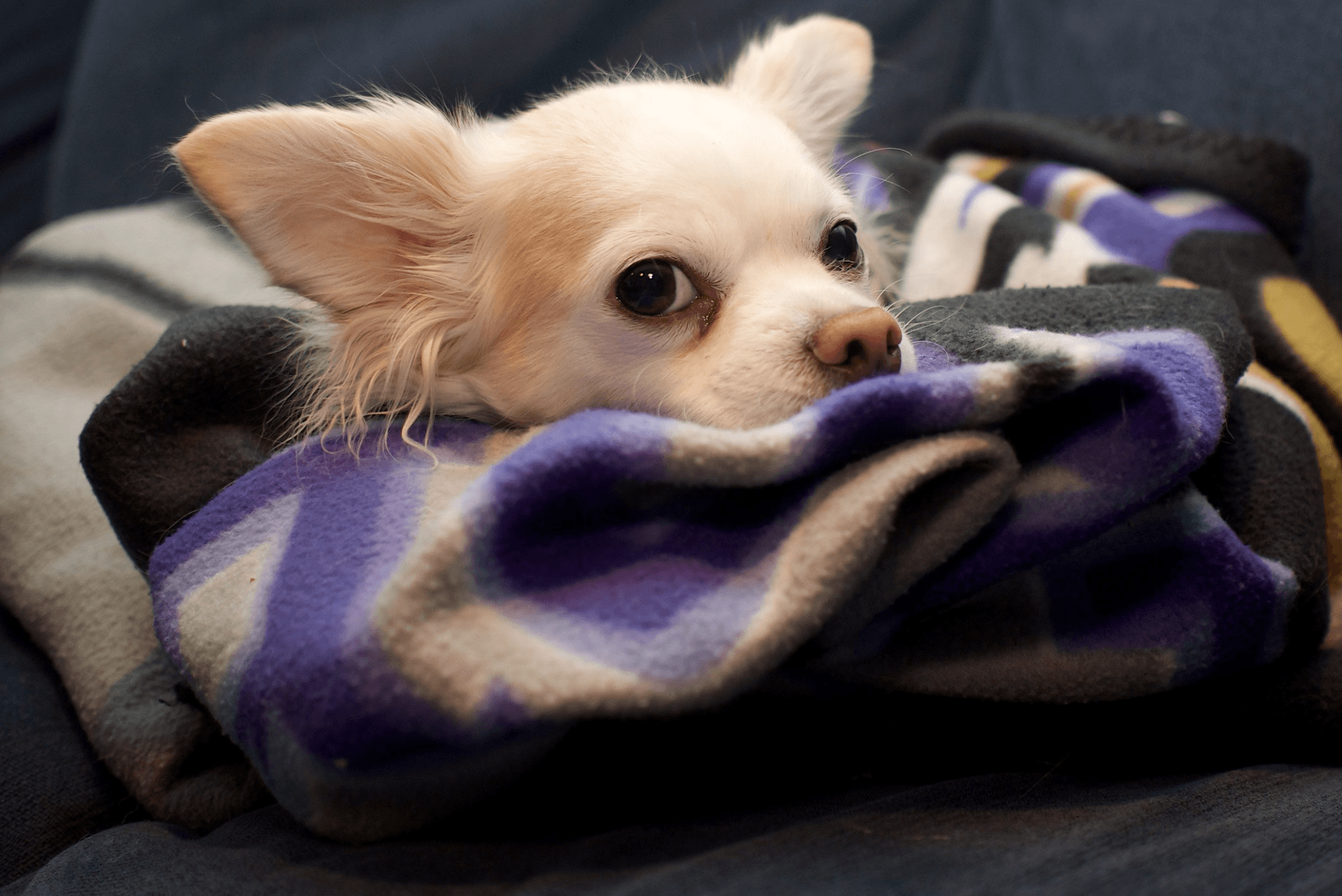 Random Cutest Long-Haired Chihuahua Pictures