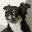 Very Suspicious on Random Cutest Long-Haired Chihuahua Pictures