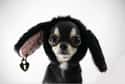 Short Haired Chihuahua In Disguise on Random Cutest Long-Haired Chihuahua Pictures