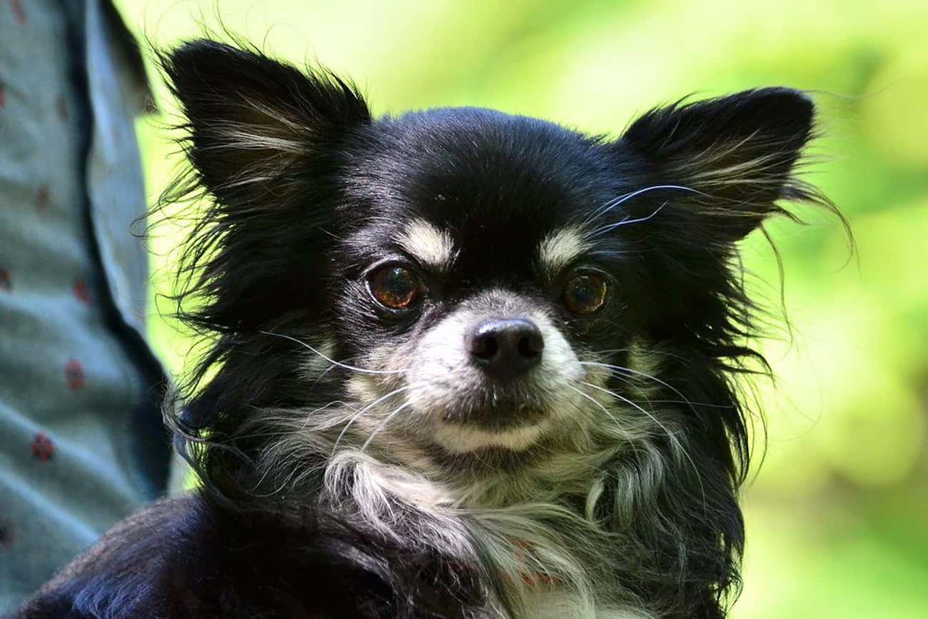 Cutest LongHaired Chihuahua Pictures