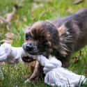 Tug Of War Pup on Random Cutest Long-Haired Chihuahua Pictures
