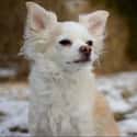 Winter Pup on Random Cutest Long-Haired Chihuahua Pictures