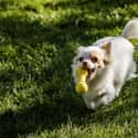 Speedy on Random Cutest Long-Haired Chihuahua Pictures