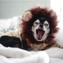 Just Lion Around on Random Cutest Long-Haired Chihuahua Pictures