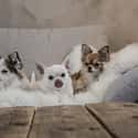 Couch Party Pups on Random Cutest Long-Haired Chihuahua Pictures