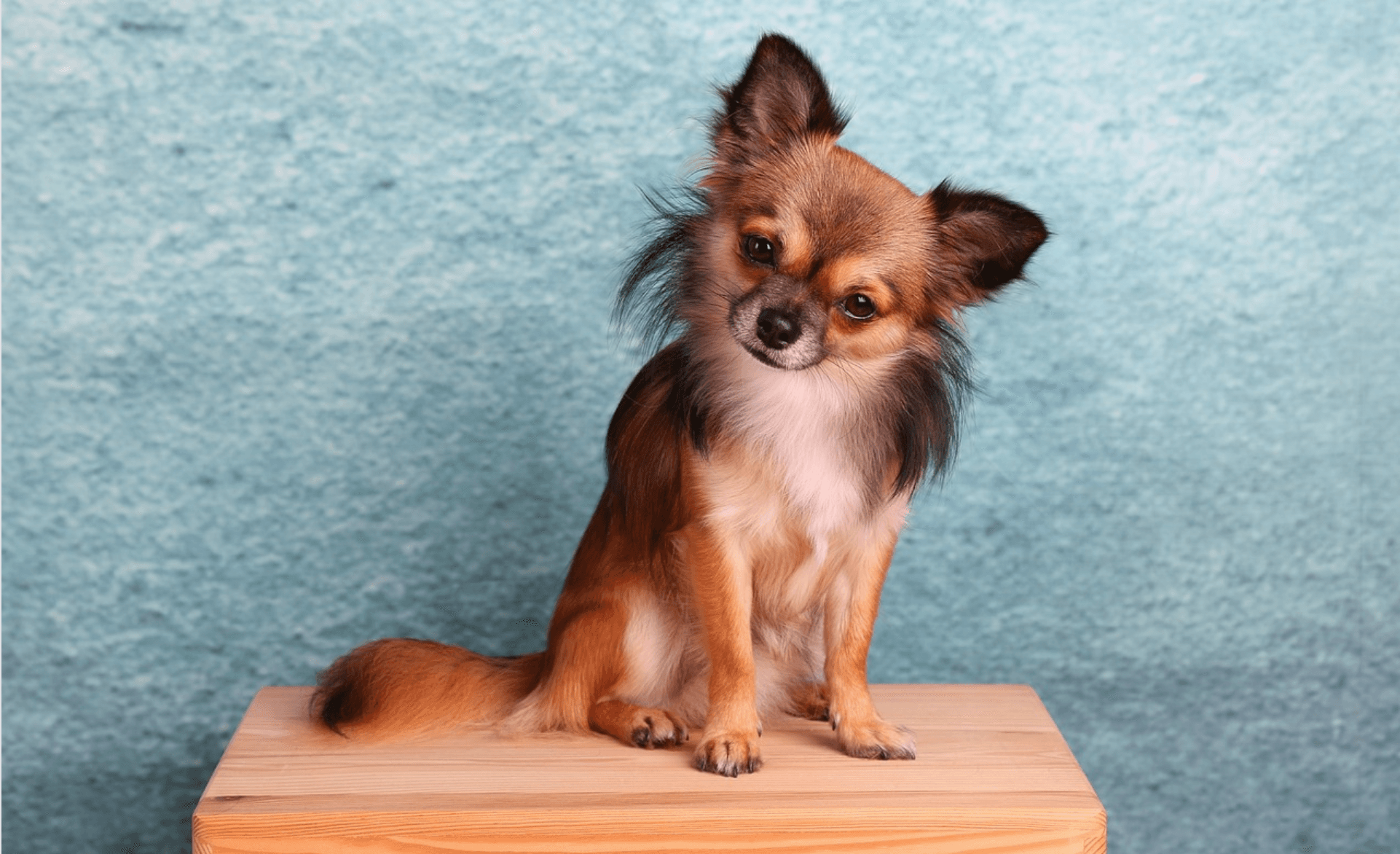 Cute long 2025 haired chihuahua