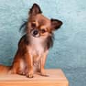 Inquisitive on Random Cutest Long-Haired Chihuahua Pictures