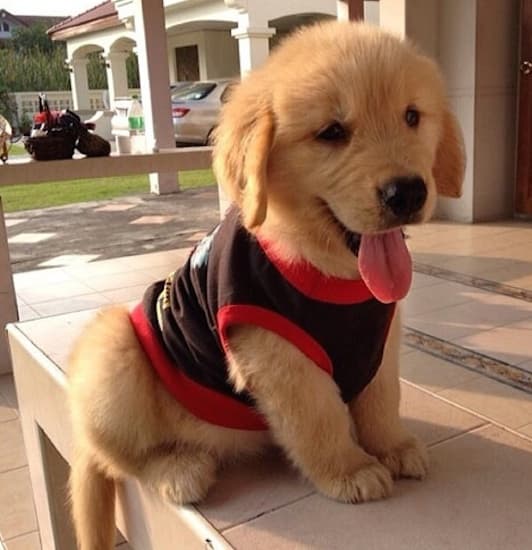 Cutest Golden Retriever Pictures Cute Pictures Of Golden Retrievers