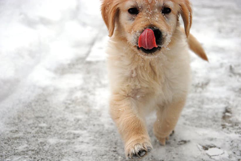 Cutest Golden Retriever Pictures | Cute Pictures of Golden Retrievers