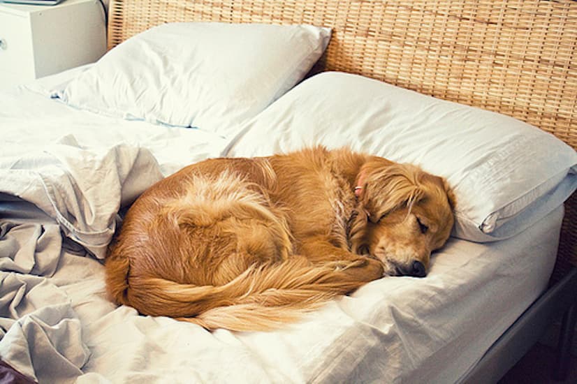 Animal bed. Собака в кровати с хозяином. Спящие на животе. Animal bed. Спящие собаки.