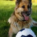 Soccer Ball Pup on Random Cutest German Shepherd Pictures