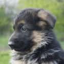 Confused Pup on Random Cutest German Shepherd Pictures