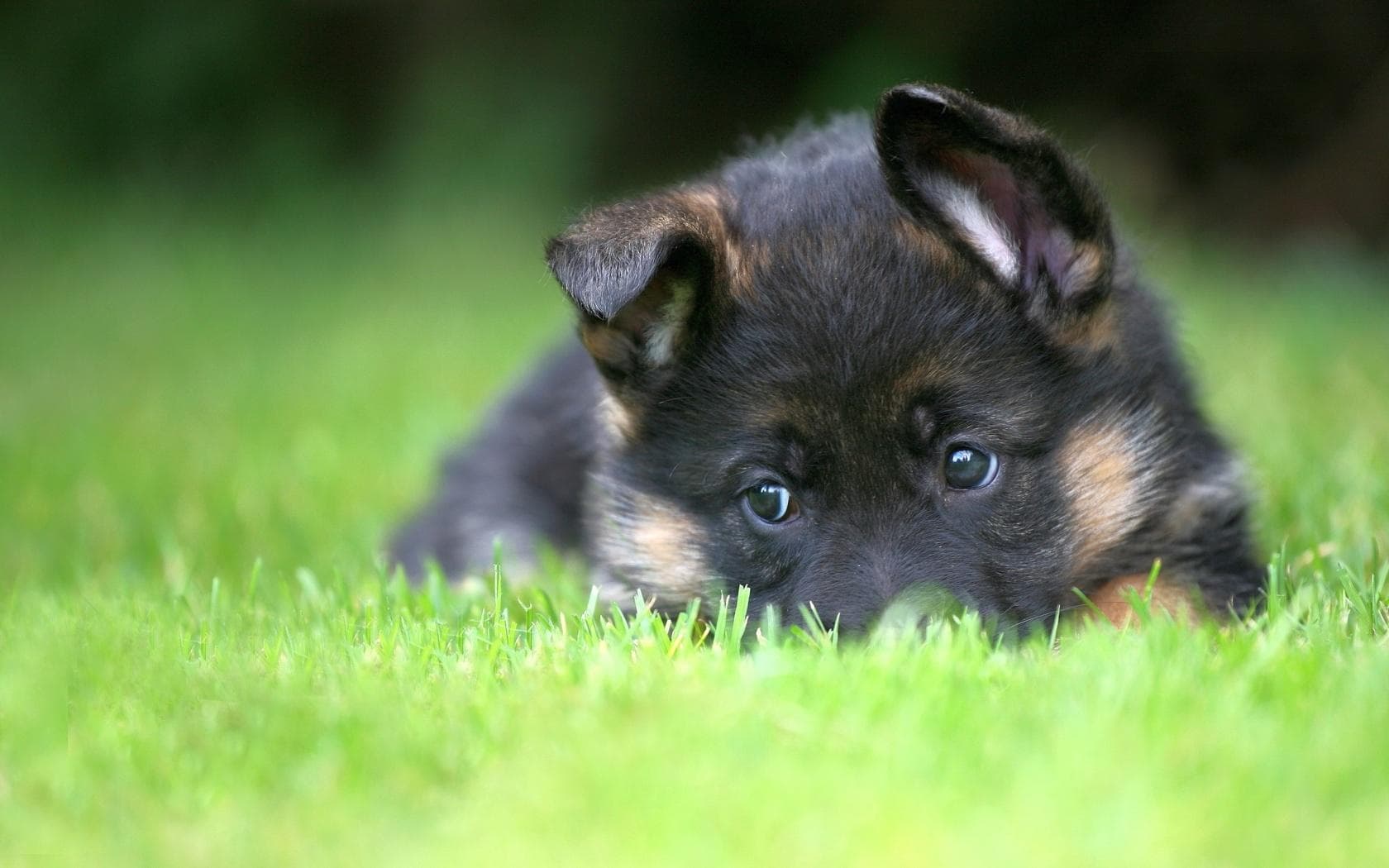 Cutest German Shepherd Pictures | Cute Pictures of German Shepherds