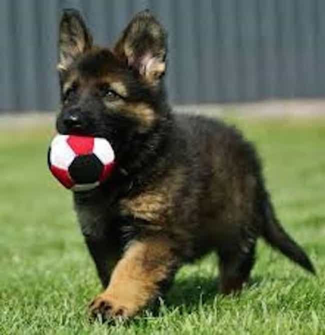 Image result for cute german shepherd puppy