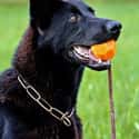 This Is My Ball on Random Cutest German Shepherd Pictures