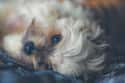 Extreme Close-up on Random Cutest Maltipoo Pictures