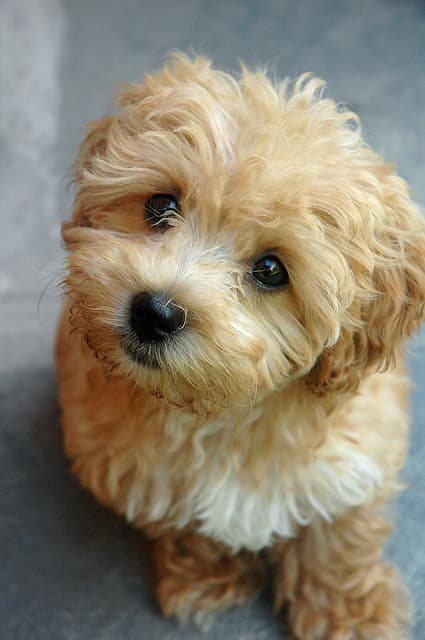 Cutest Maltipoo Pictures Cute Photos Of Maltipoos   Feed Me Please Photo U1