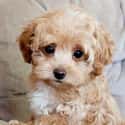 Feed Me Please on Random Cutest Maltipoo Pictures