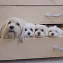 Just Hanging in the Drawer on Random Cutest Maltipoo Pictures