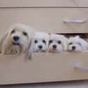 Just Hanging in the Drawer on Random Cutest Maltipoo Pictures